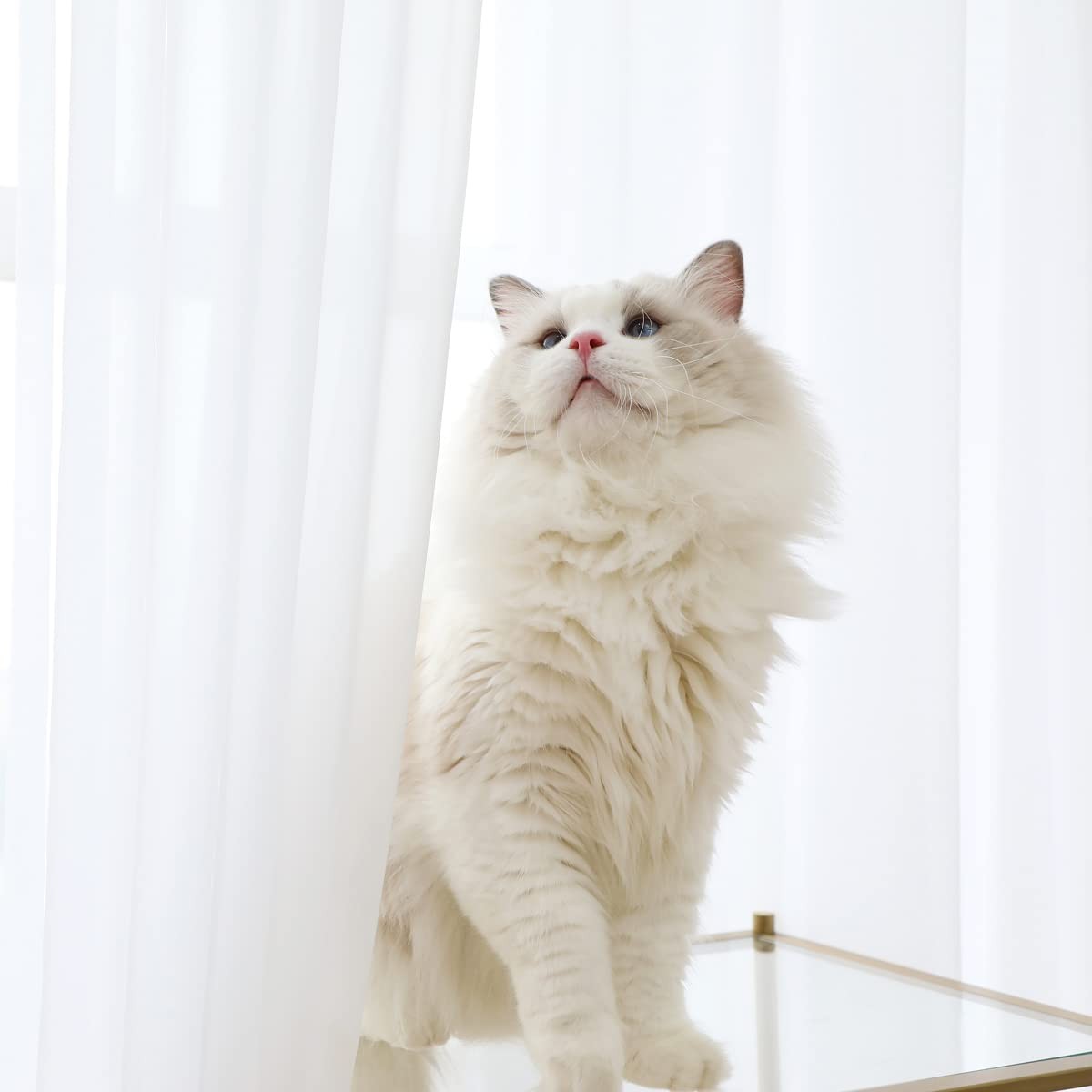 Window White Sheer Curtains 84 Inches Length 2 Panels Set Window Sheer White